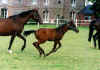 Foal Recent.jpg (117738 octets)