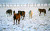 Juments en hiver.jpg (126464 octets)