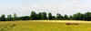 Juments pr� loin.jpg (66856 octets)